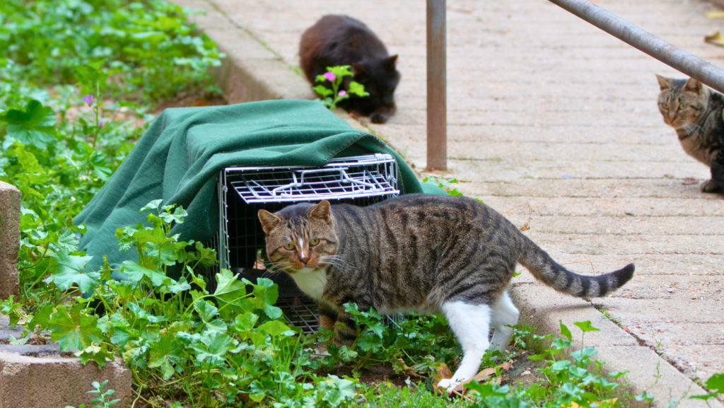 A community cat outdoors cautiously enters a humane trap as part of a Trap-Neuter-Vaccinate (TNV) program.