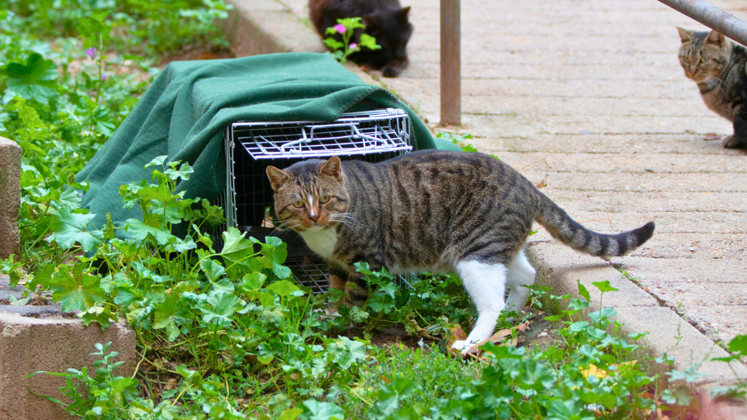 A community cat outdoors cautiously enters a humane trap as part of a Trap-Neuter-Vaccinate (TNV) program.