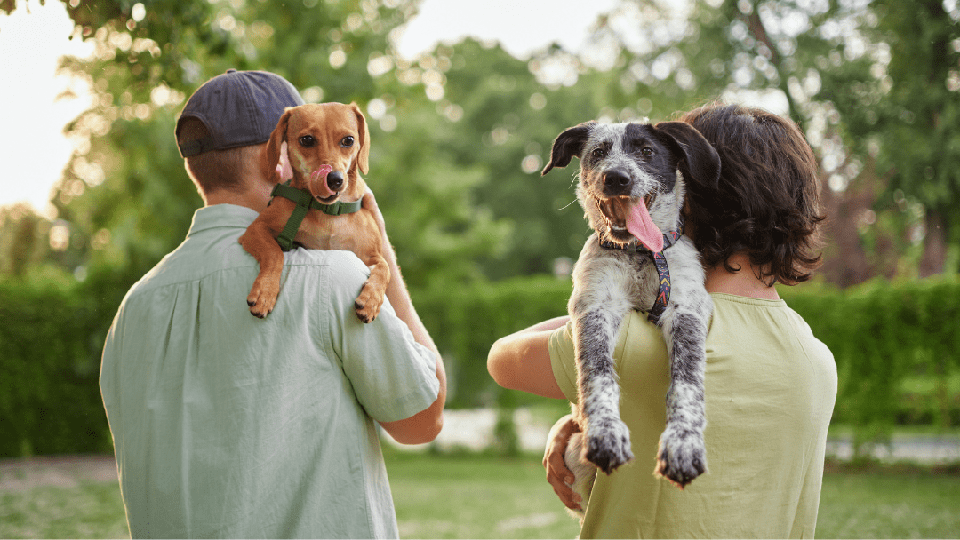 Two people, each holding a happy dog over their shoulders