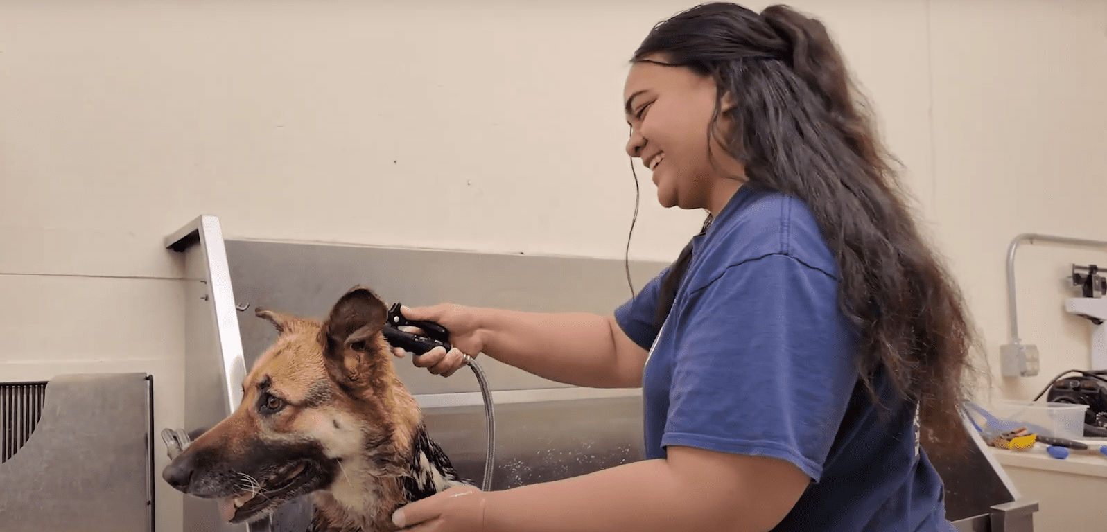 Bloomington High School vet student gives a dog a bath
