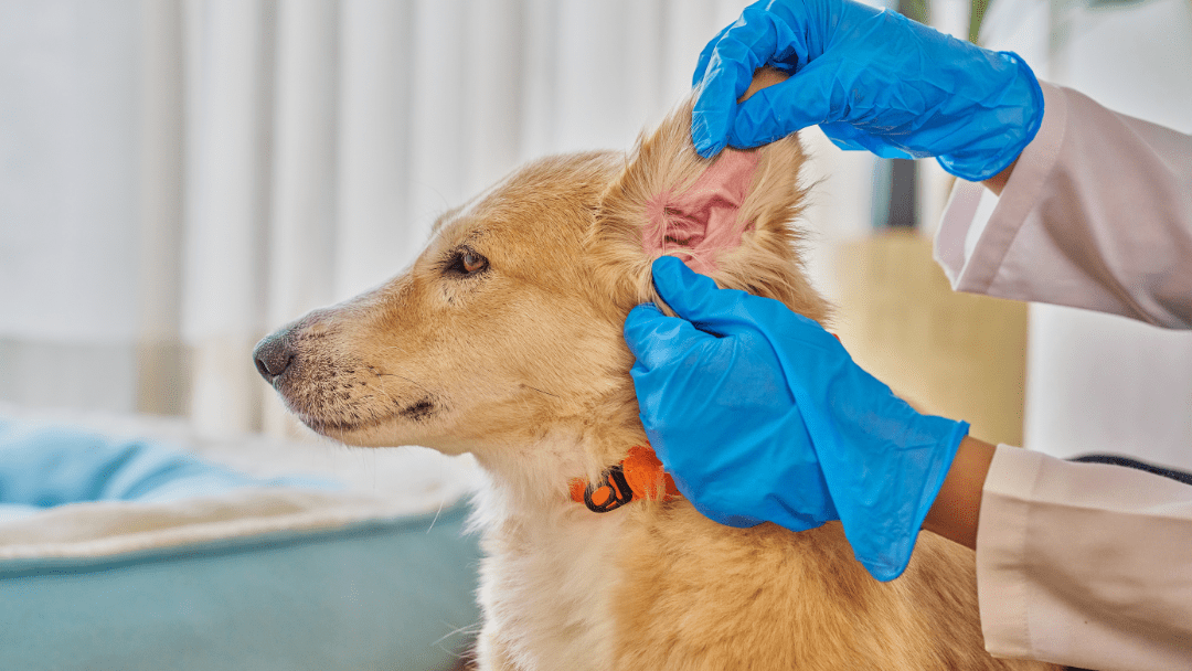 A dog getting his ears examined by a vet staff