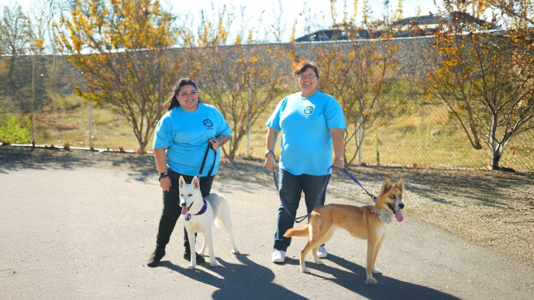 Volunteers walking pets
