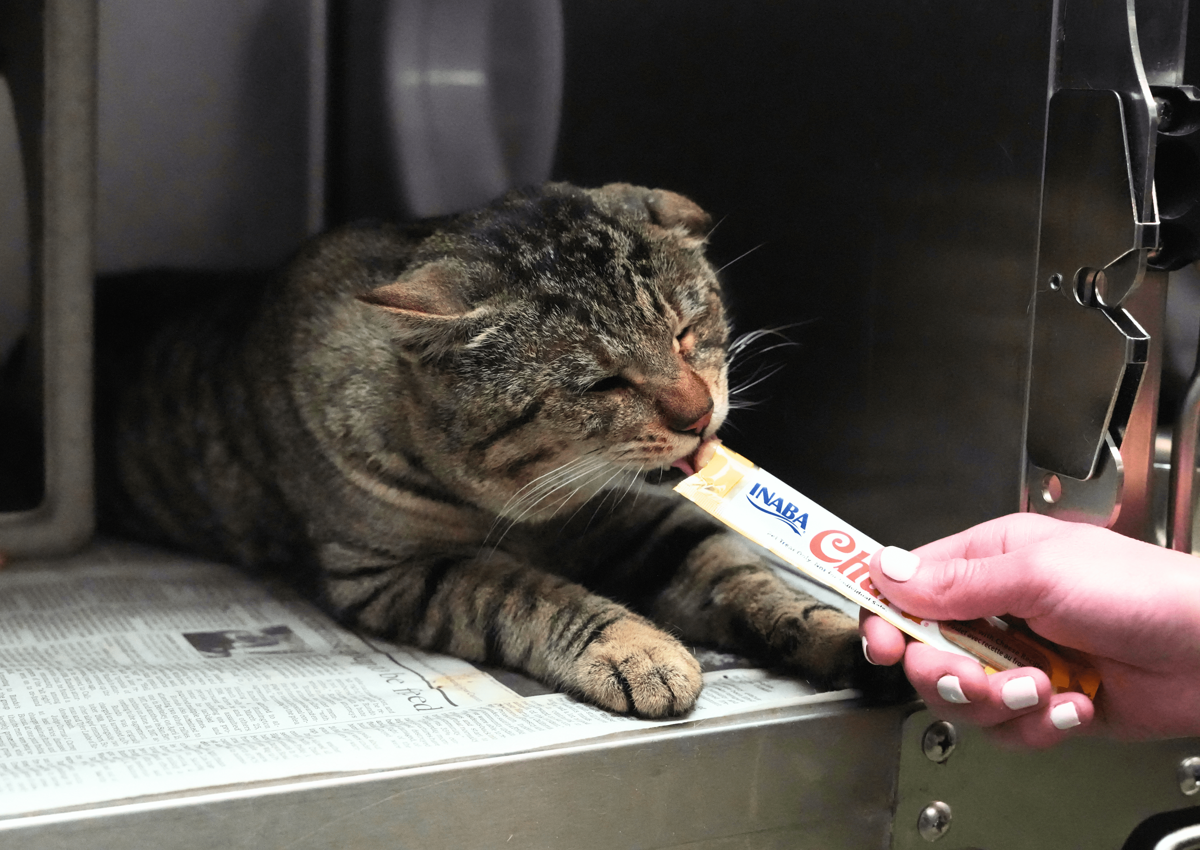 Cat enjoying a Churu enrichment treat