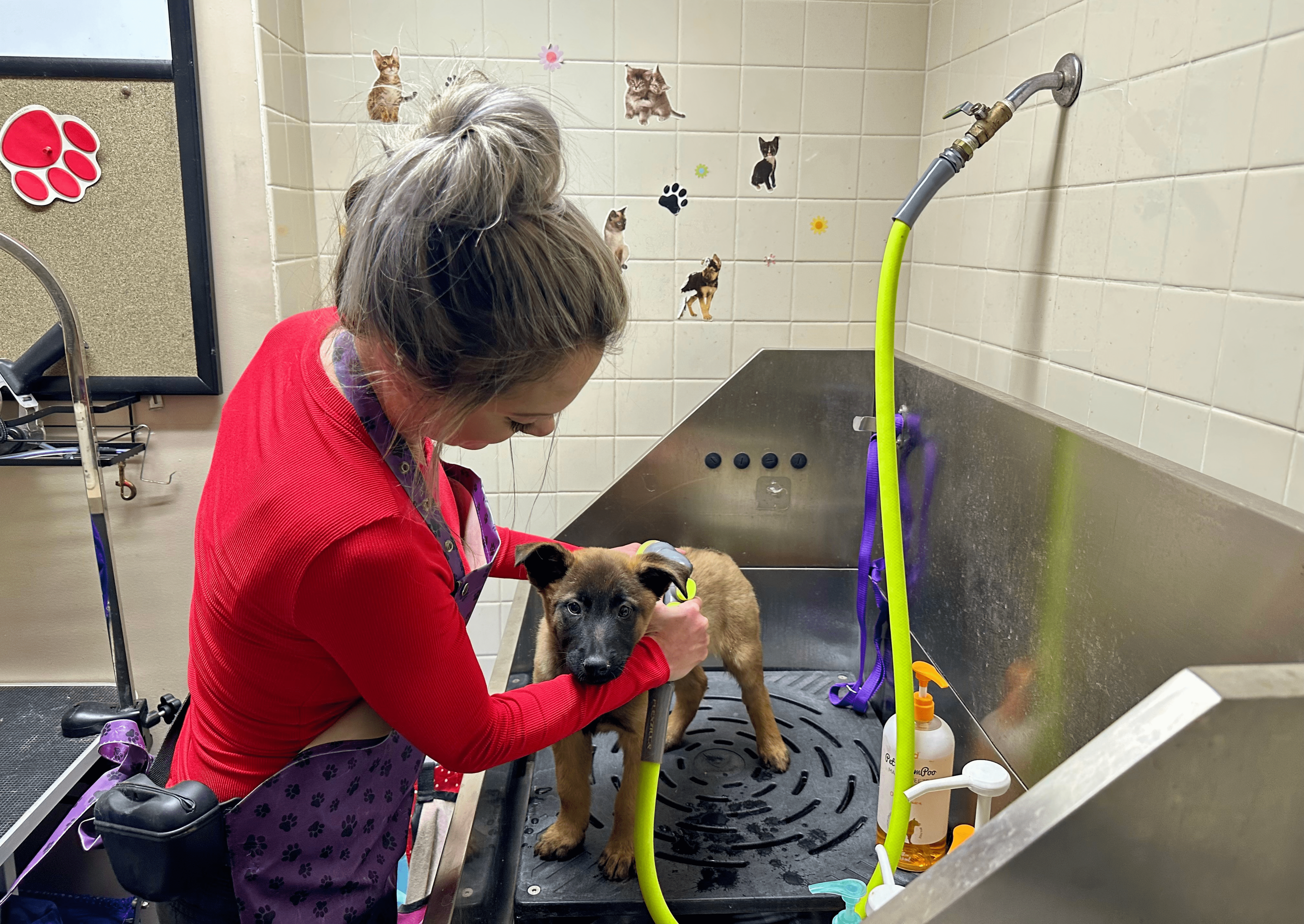 Enrichment specialist giving a puppy a bath
