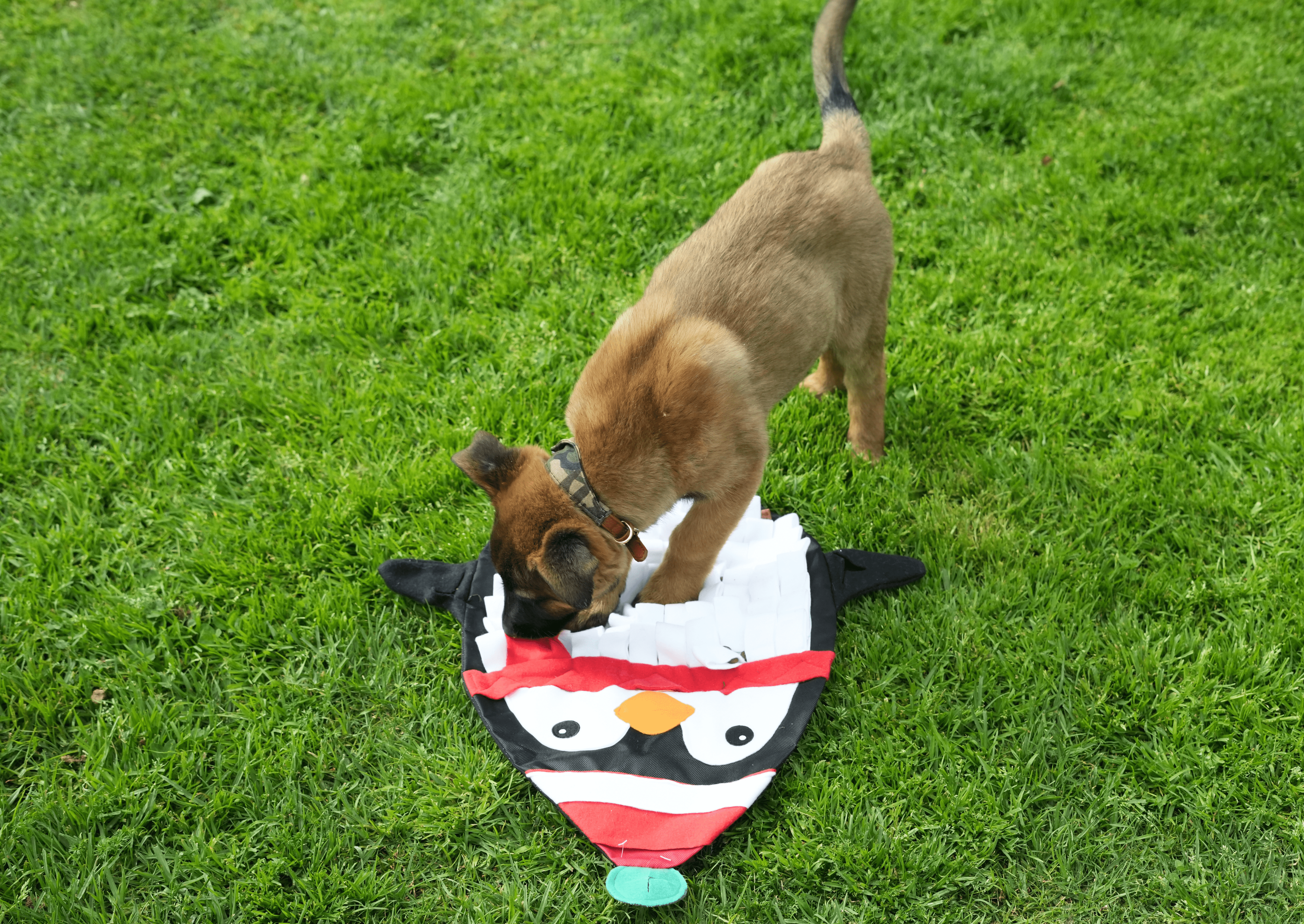 Puppy searching for treats in a pet snuffle mat