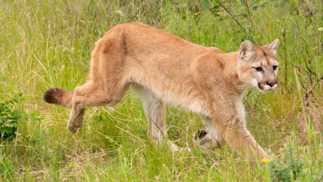 Mountain lion