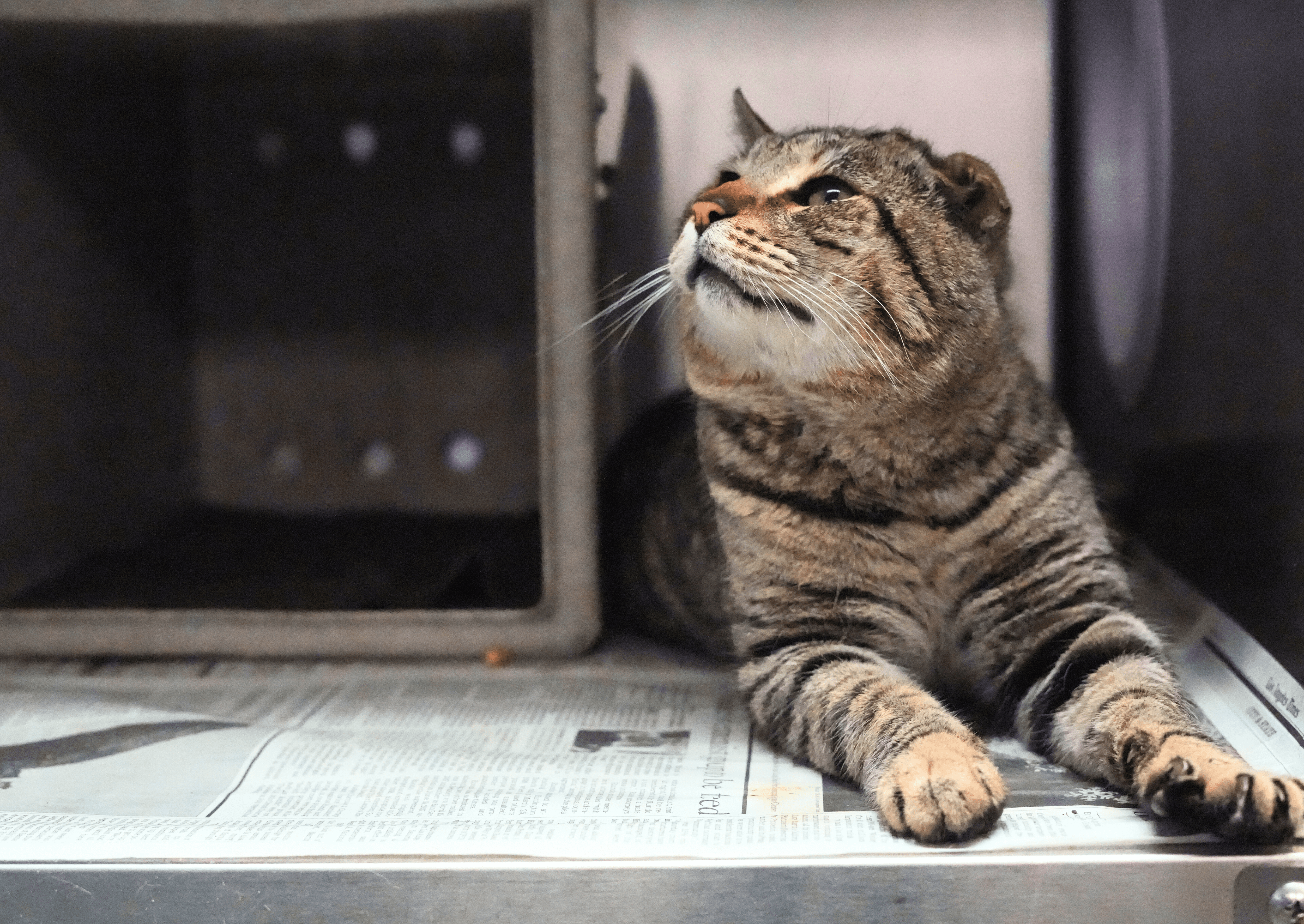 A cat in a kennel listening to calming music