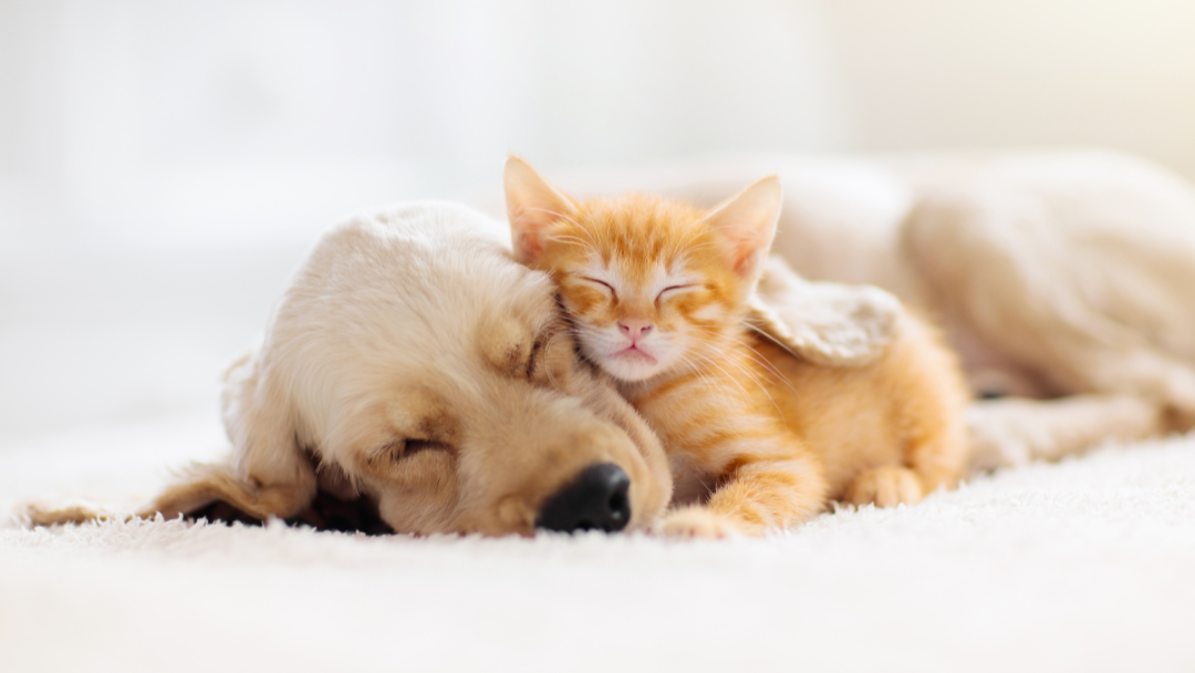 Puppy sleeping with kitten