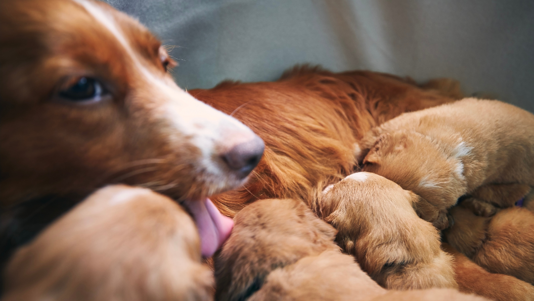 Puppies with mother