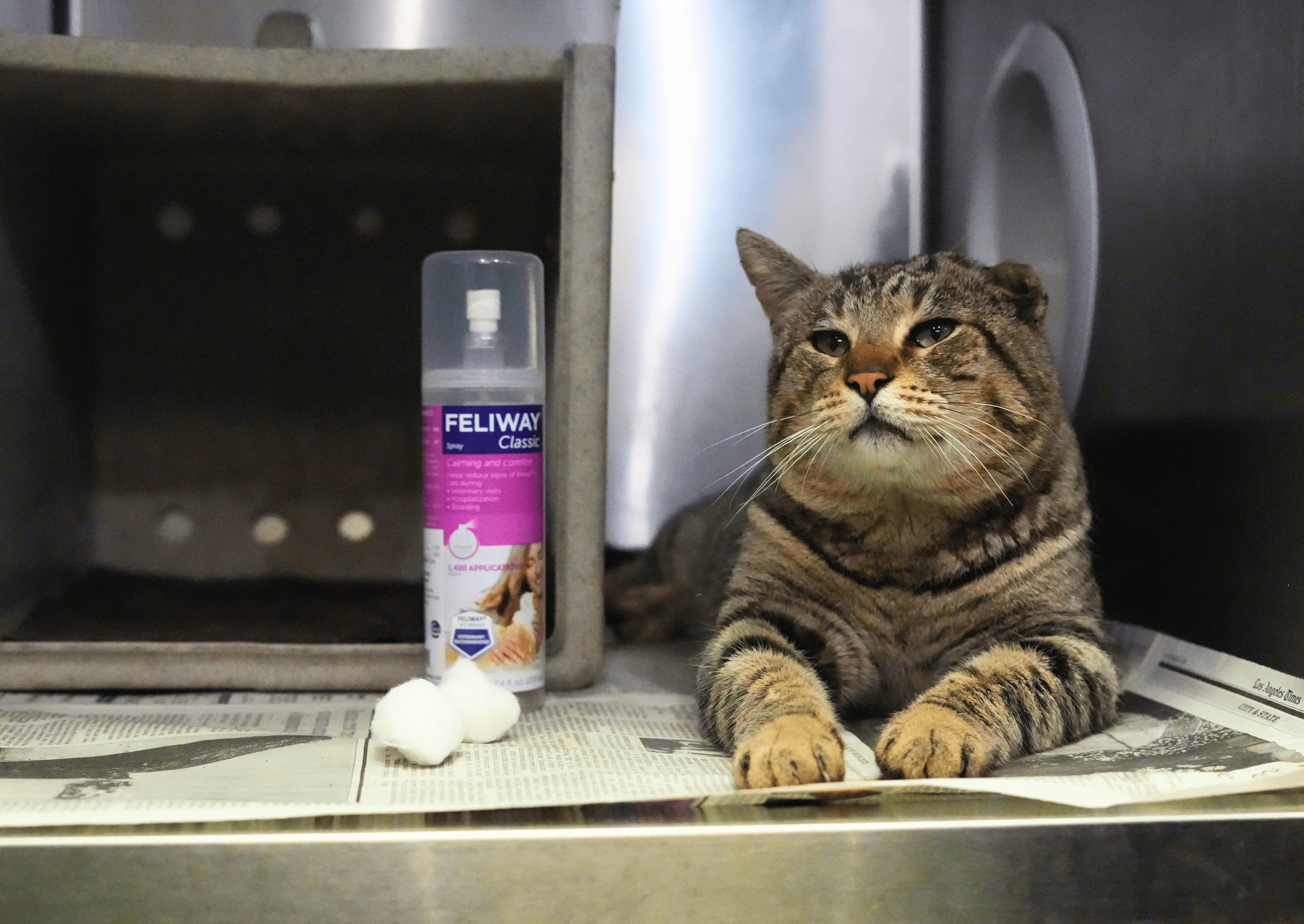 Cat participating in olfactory enrichment